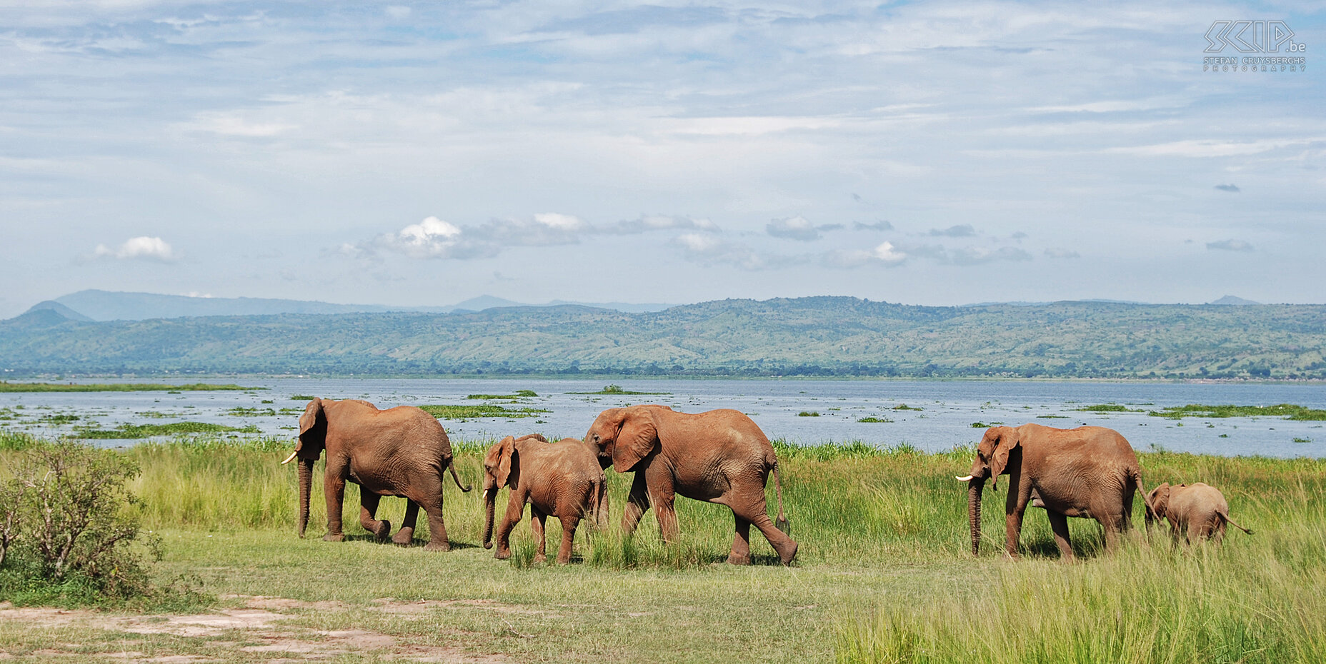 Murchison - Elephant  Stefan Cruysberghs